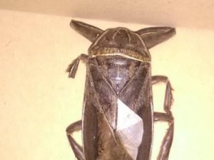 sarkofago-entomo