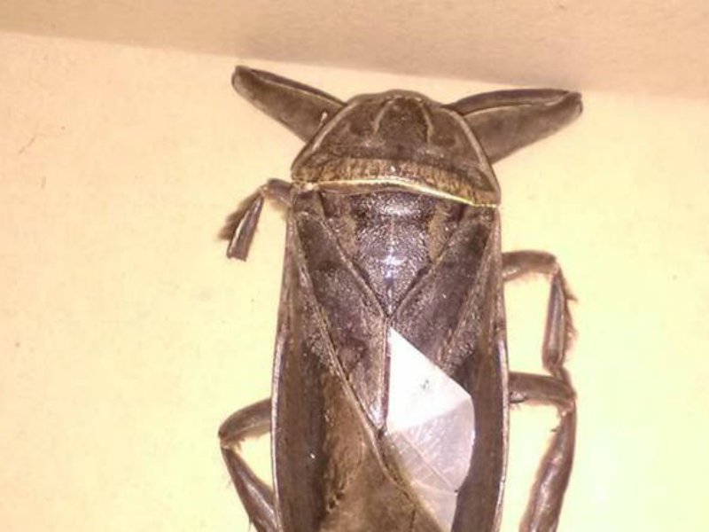 sarkofago-entomo