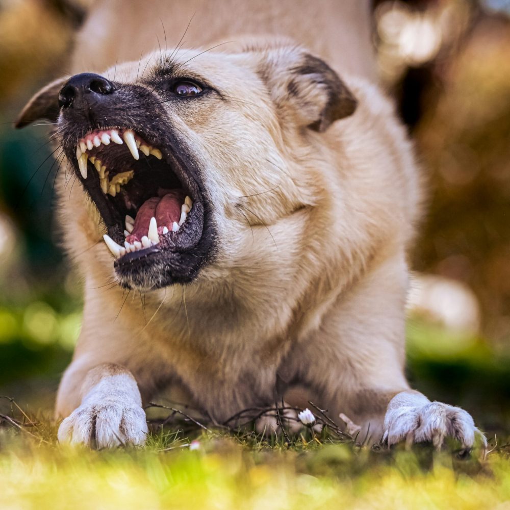 angry-dog-unsplash