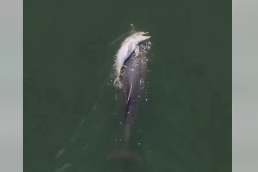 dead-dolphin-love-mother-baby