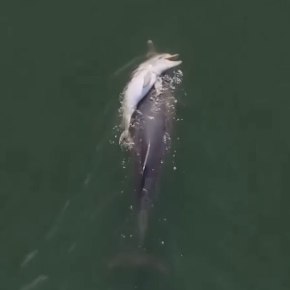 dead-dolphin-love-mother-baby