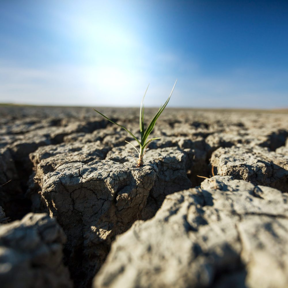 drought (1)