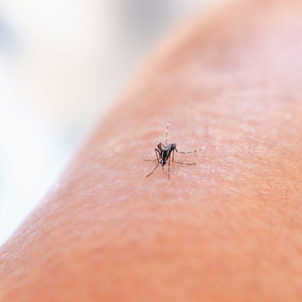 national-institute-of-allergy-and-infectious-diseases-mosquito-unsplash