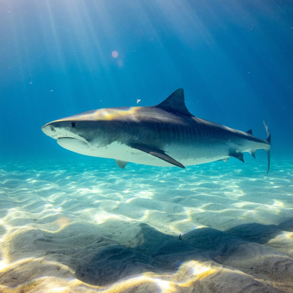shark-unsplash