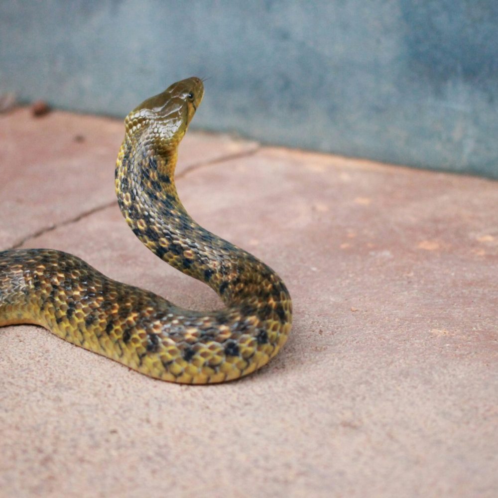 snake-unsplash